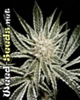 El Nino Feminized Marijuana Seeds