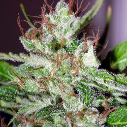 Eldorado Marijuana Seeds Sativa Seeds