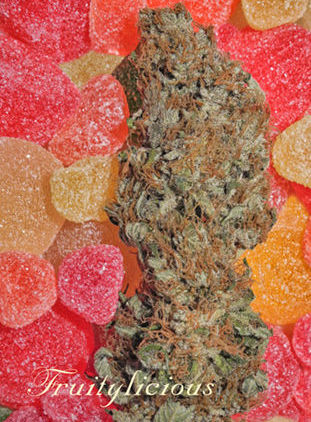 Fruitylicious Feminized