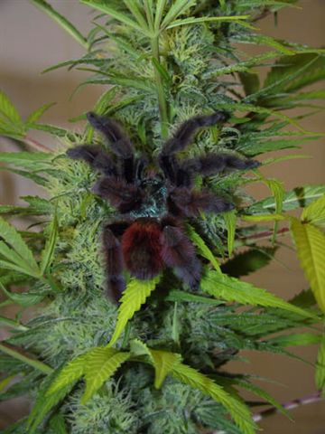 Full Moon Marijuana Seeds Sativa Seeds