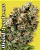 G13 Haze x NYC Diesel Marijuana Seeds