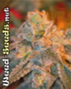 Grapefruit Feminized Cannabis Seeds