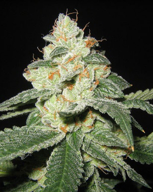 El Nino Feminized Marijuana Seeds