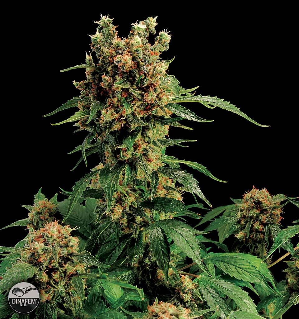 California Hash Plant Dinafem Seeds