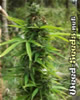 Hawaii x Skunk #1 Marijuana Seeds