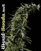 Hawaiian Snow Feminized Cannabis Seeds