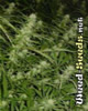 Haze 19 x Skunk Cannabis Seeds