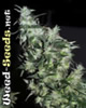 Haze Special Marijuana Seeds