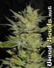 Heavy Duty Fruity Marijuana Seeds