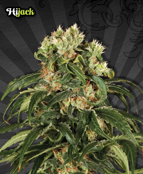 Auto #1 Seeds by Auto Seeds