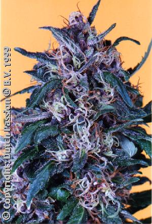 Hollands Hope Feminized Seeds