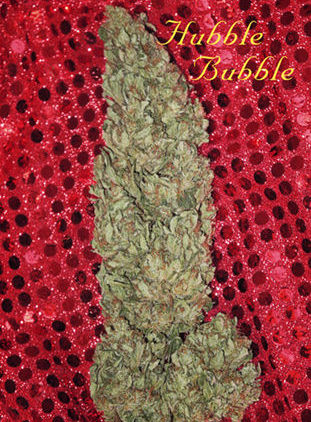 Hubble Bubble Feminized