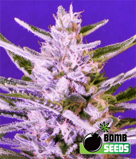 Ice Bomb by Bomb Seeds