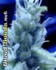 Ice Marijuana Seeds