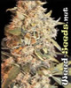 Indoor Mix Feminized Marijuana Seeds