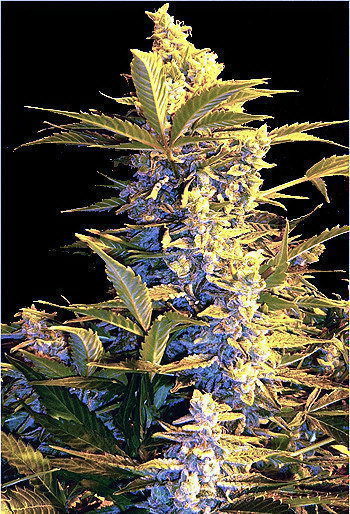 Lowryder 2 Marijuana Seeds