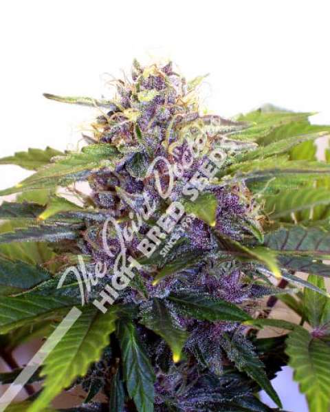 Lowryder 2 Marijuana Seeds