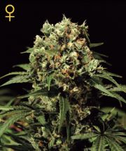 Lemon Skunk Feminized Seeds