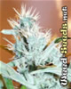 Leda Uno Cannabis Seeds