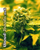 Lowryder Marijuana Seeds