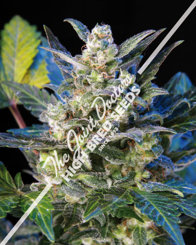 Lowryder 2 Feminized Cannabis Seeds