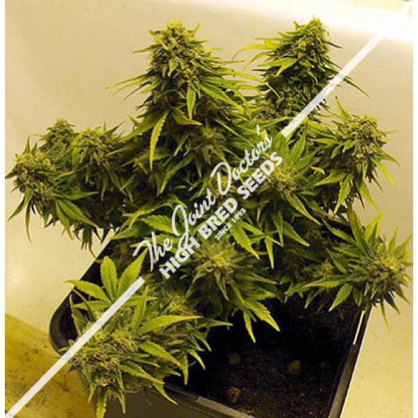 Lowryder 2 Marijuana Seeds