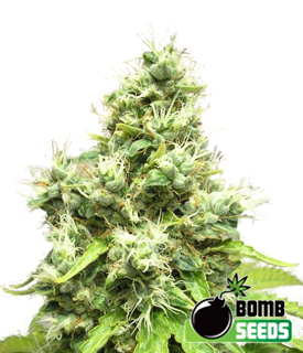 Medi Bomb 1 by Bomb Seeds