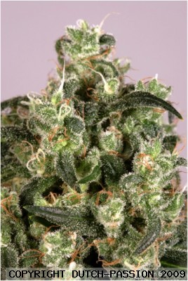 Orange Bud Feminized Marijuana Seeds