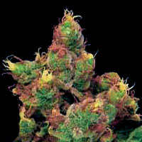 Arjan's Haze #1 Feminized Marijuana Seeds