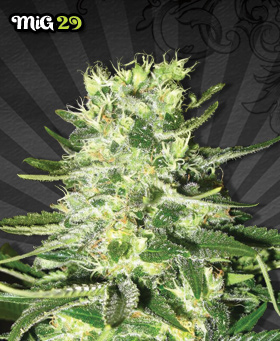 MiG-29 Feminized Seeds by Auto Seeds