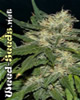 Northern Lights Cannabis Seeds