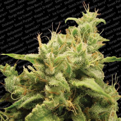 Magic Bud Marijuana Seeds