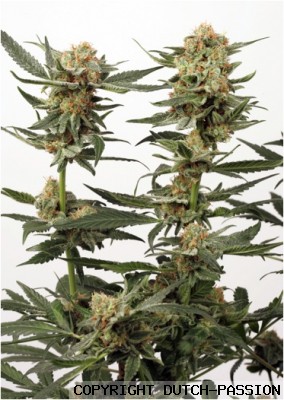 ortega indica feminized dutch passion