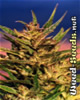 Passion #1 Feminized Marijuana Seeds