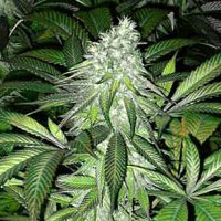 Arjan's Ultra Haze Cannabis Seeds