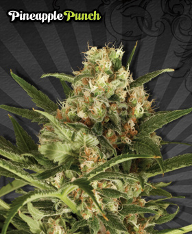 Pinepple Punch Feminized