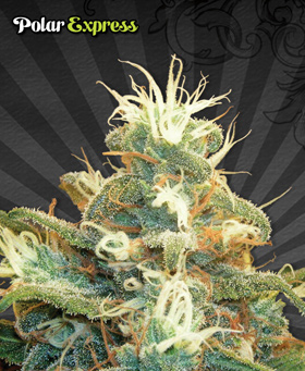 Polar Express Feminized