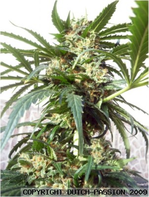 Tundra Feminized