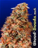 Power Plant Feminized Cannabis Seeds