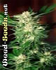 PPP Marijuana Seeds