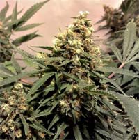 Pure Power Plant by Nirvana Marijuana Seeds