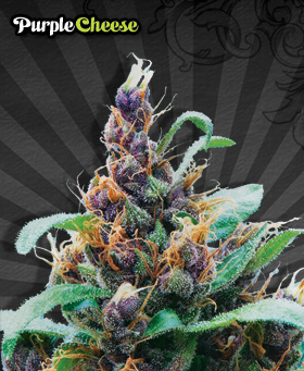 MiG-29 Feminized Seeds by Auto Seeds