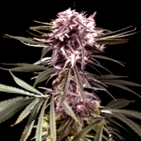 Purple Haze Feminized Seeds by G13 Labs