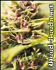 Purple Power Feminized Cannabis Seeds