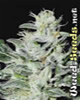 Sensi Star Marijuana Seeds