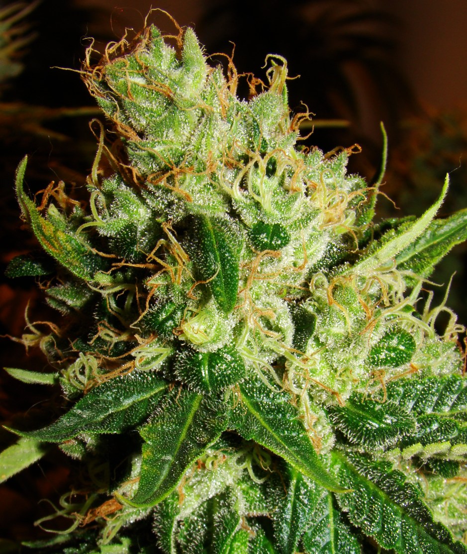 Silver Haze 9 Feminized Sensi Seeds