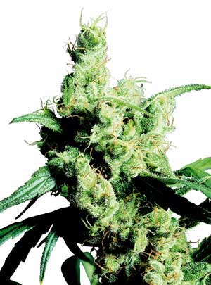 Silver Haze Sensi Seeds