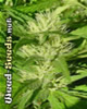 Silver Pearl Marijuana Seeds