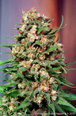 Skunk #1 Feminized Cannabis Seeds