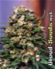 Skunk #11 Feminized Cannabis Seeds